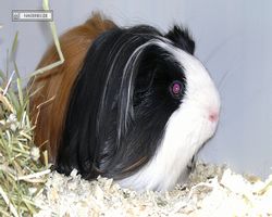 9. Große Bayerische Meerschweinchenschau 2011