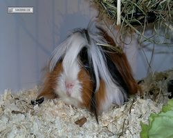 9. Große Bayerische Meerschweinchenschau 2011