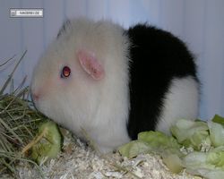 9. Große Bayerische Meerschweinchenschau 2011