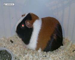 9. Große Bayerische Meerschweinchenschau 2011