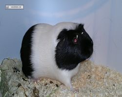 9. Große Bayerische Meerschweinchenschau 2011