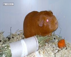 9. Große Bayerische Meerschweinchenschau 2011