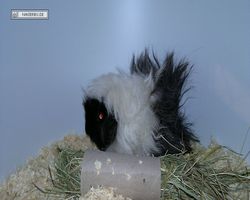 9. Große Bayerische Meerschweinchenschau 2011