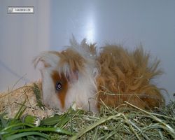 9. Große Bayerische Meerschweinchenschau 2011