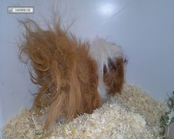 9. Große Bayerische Meerschweinchenschau 2011