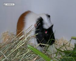 9. Große Bayerische Meerschweinchenschau 2011