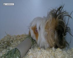 9. Große Bayerische Meerschweinchenschau 2011