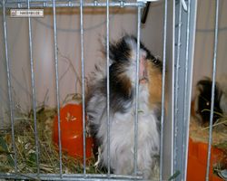 9. Große Bayerische Meerschweinchenschau 2011