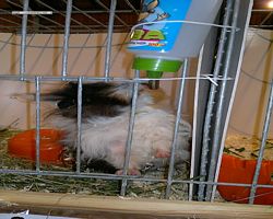 9. Große Bayerische Meerschweinchenschau 2011