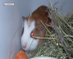 9. Große Bayerische Meerschweinchenschau 2011