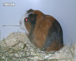9. Große Bayerische Meerschweinchenschau 2011