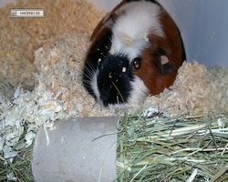 9. Große Bayerische Meerschweinchenschau 2011