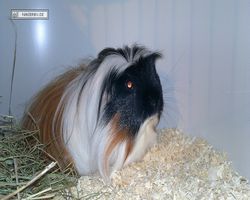 9. Große Bayerische Meerschweinchenschau 2011