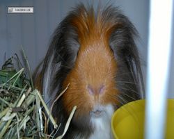 9. Große Bayerische Meerschweinchenschau 2011