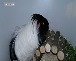 9. Große Bayerische Meerschweinchenschau 2011