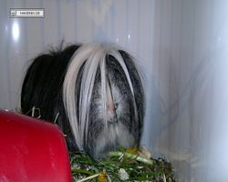 9. Große Bayerische Meerschweinchenschau 2011