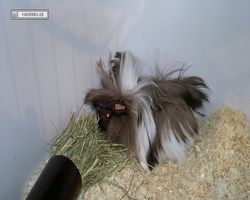 9. Große Bayerische Meerschweinchenschau 2011