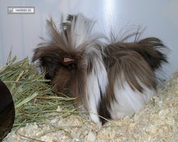 9. Große Bayerische Meerschweinchenschau 2011