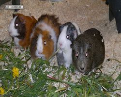 9. Große Bayerische Meerschweinchenschau 2011