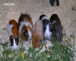 9. Große Bayerische Meerschweinchenschau 2011