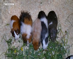 9. Große Bayerische Meerschweinchenschau 2011