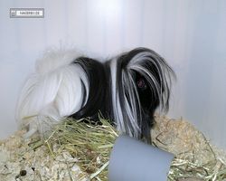 9. Große Bayerische Meerschweinchenschau 2011