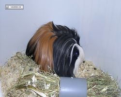 9. Große Bayerische Meerschweinchenschau 2011