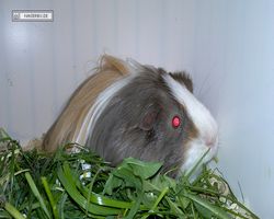 9. Große Bayerische Meerschweinchenschau 2011