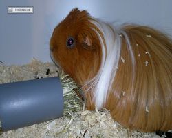 9. Große Bayerische Meerschweinchenschau 2011