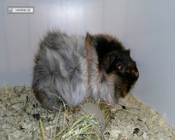 9. Große Bayerische Meerschweinchenschau 2011