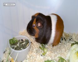 9. Große Bayerische Meerschweinchenschau 2011