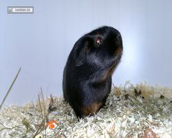 9. Große Bayerische Meerschweinchenschau 2011