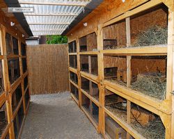 9. Große Bayerische Meerschweinchenschau 2011