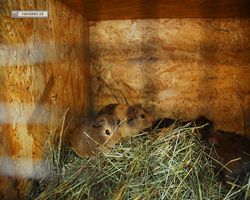 9. Große Bayerische Meerschweinchenschau 2011