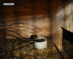 9. Große Bayerische Meerschweinchenschau 2011