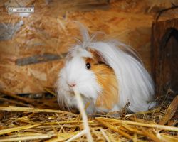 9. Große Bayerische Meerschweinchenschau 2011