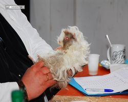 9. Große Bayerische Meerschweinchenschau 2011