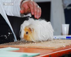 9. Große Bayerische Meerschweinchenschau 2011