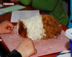 9. Große Bayerische Meerschweinchenschau 2011