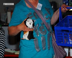 9. Große Bayerische Meerschweinchenschau 2011