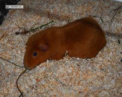 9. Große Bayerische Meerschweinchenschau 2011