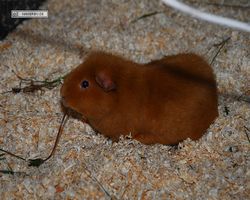 9. Große Bayerische Meerschweinchenschau 2011