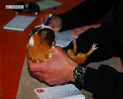 9. Große Bayerische Meerschweinchenschau 2011