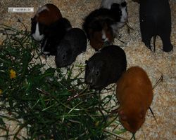 9. Große Bayerische Meerschweinchenschau 2011