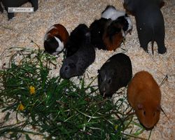 9. Große Bayerische Meerschweinchenschau 2011