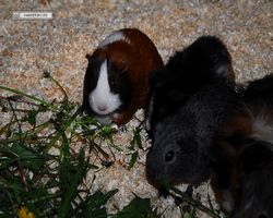 9. Große Bayerische Meerschweinchenschau 2011