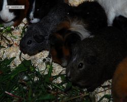9. Große Bayerische Meerschweinchenschau 2011