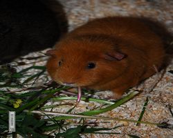 9. Große Bayerische Meerschweinchenschau 2011