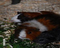 9. Große Bayerische Meerschweinchenschau 2011