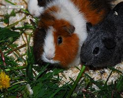 9. Große Bayerische Meerschweinchenschau 2011